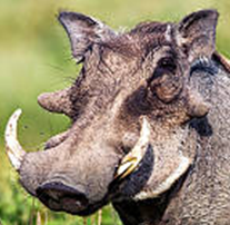 いぼ（ウイルス性疣贅）のサムネイル画像